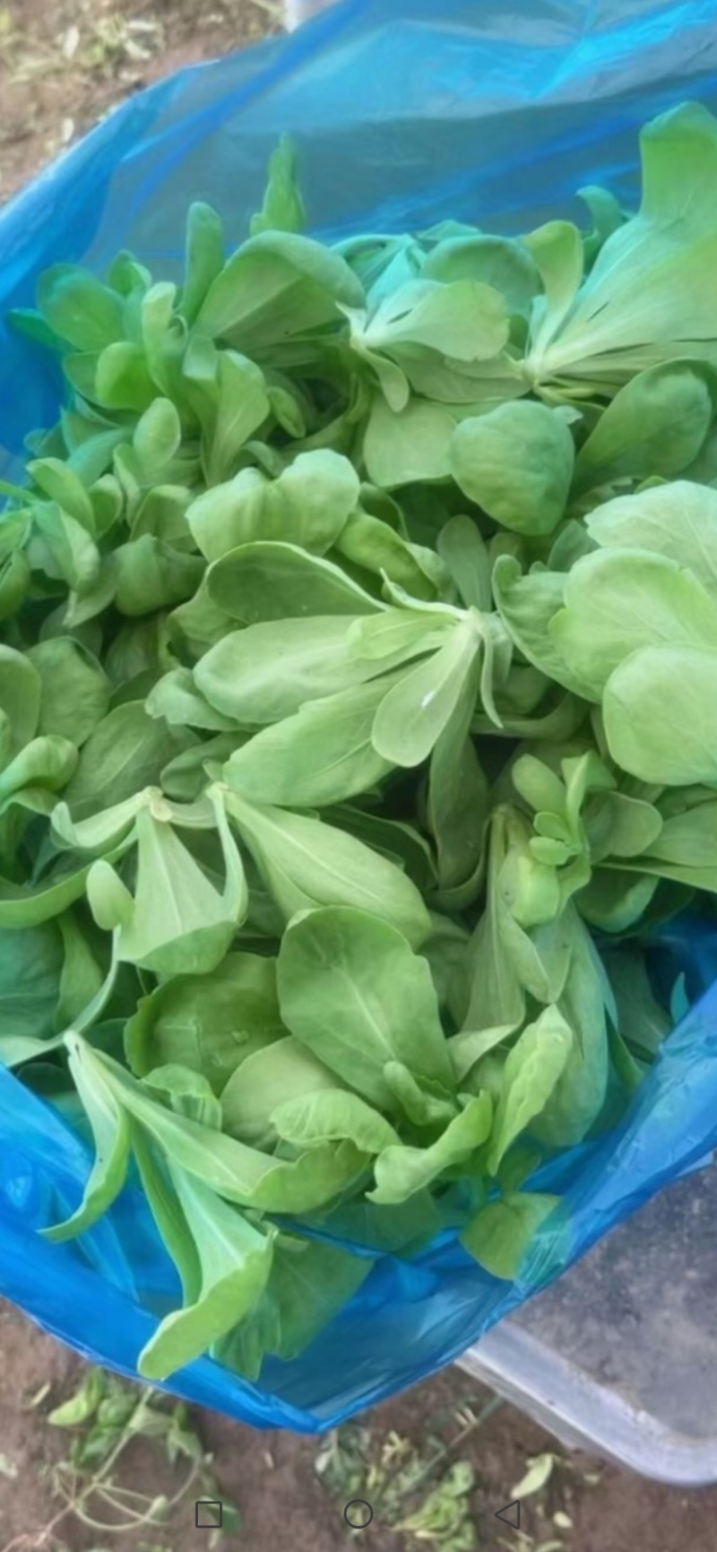 大板叶茼蒿头，蓬花莱