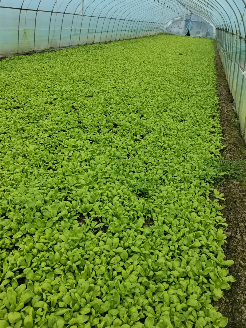 大板叶茼蒿头，蓬花莱