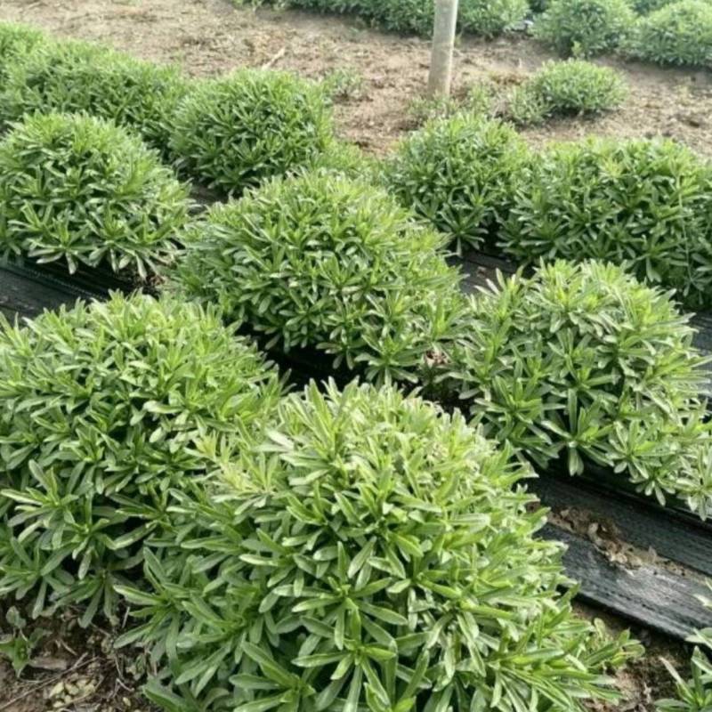 景天三七根，冬天大量供应，老根质量保证，芽孢多，