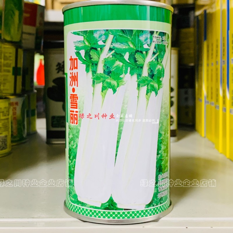 加洲雪丽白芹种子叶柄宽厚雪白晶莹如玉清香白色实心芹种子