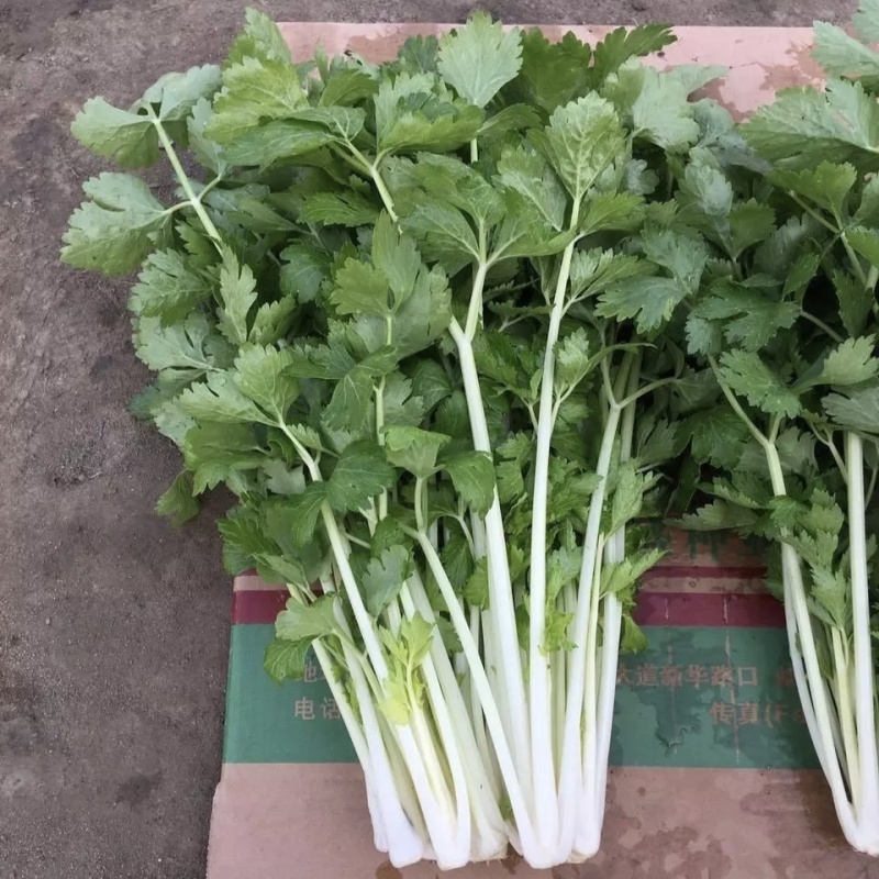 加洲雪丽白芹种子叶柄宽厚雪白晶莹如玉清香白色实心芹种子