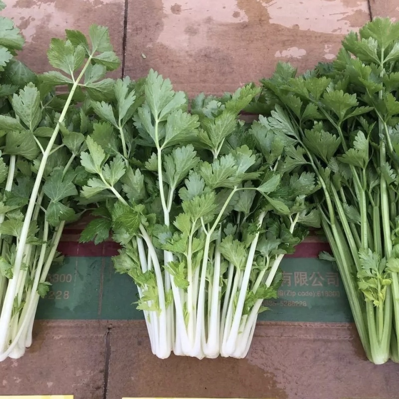 加洲雪丽白芹种子叶柄宽厚雪白晶莹如玉清香白色实心芹种子