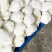 陕西精品松花菜大量供应，货源充足，量大从优欢迎咨询