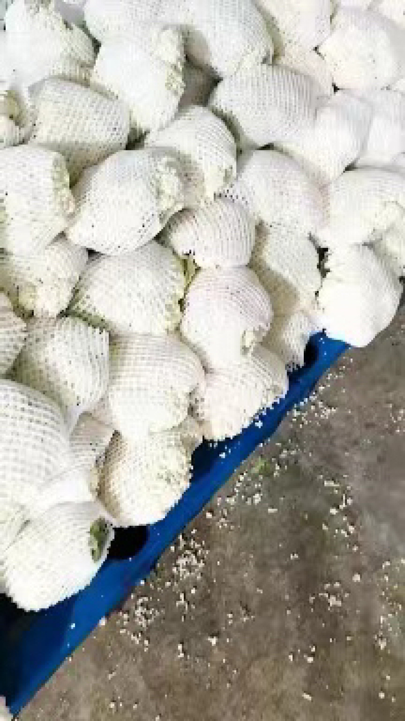 陕西精品松花菜大量供应，货源充足，量大从优欢迎咨询