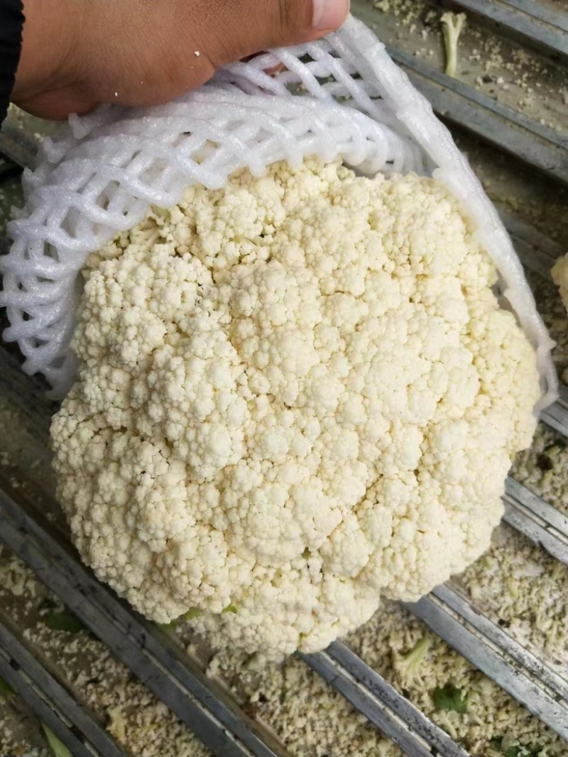 陕西精品松花菜大量供应，货源充足，量大从优欢迎咨询