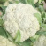 陕西精品松花菜大量供应，货源充足，量大从优欢迎咨询