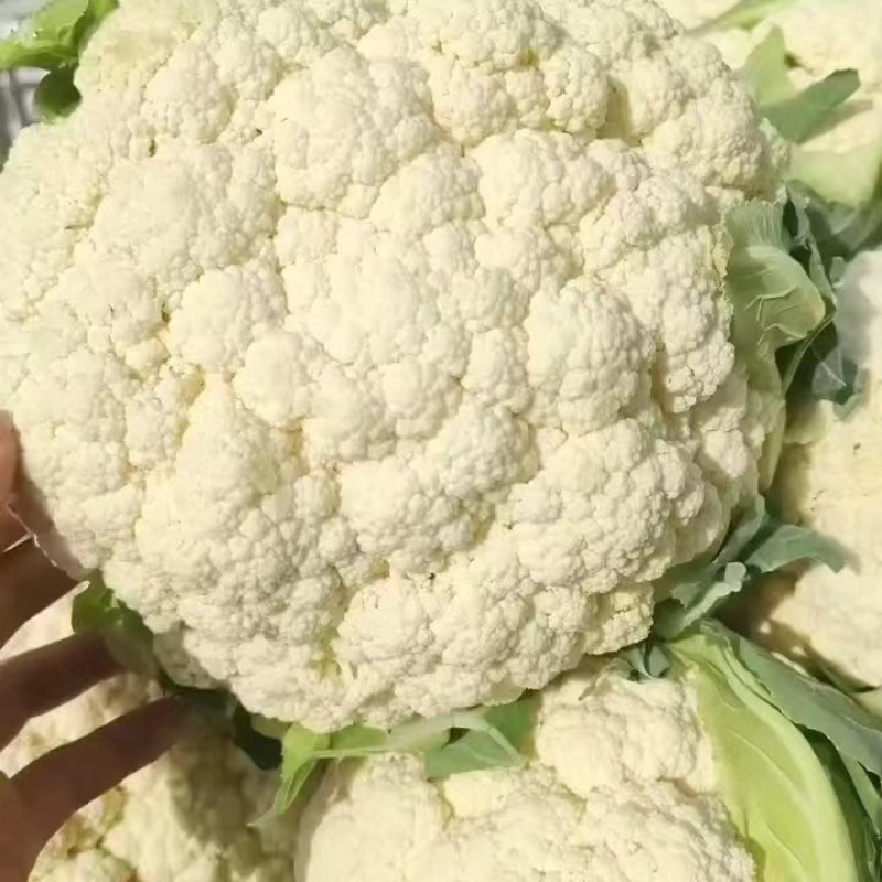 陕西精品松花菜大量供应，货源充足，量大从优欢迎咨询