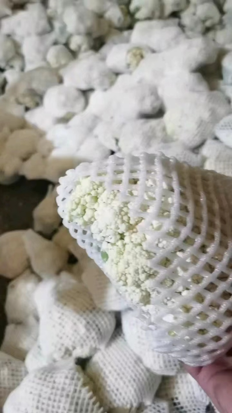 陕西精品松花菜大量供应，货源充足，量大从优欢迎咨询