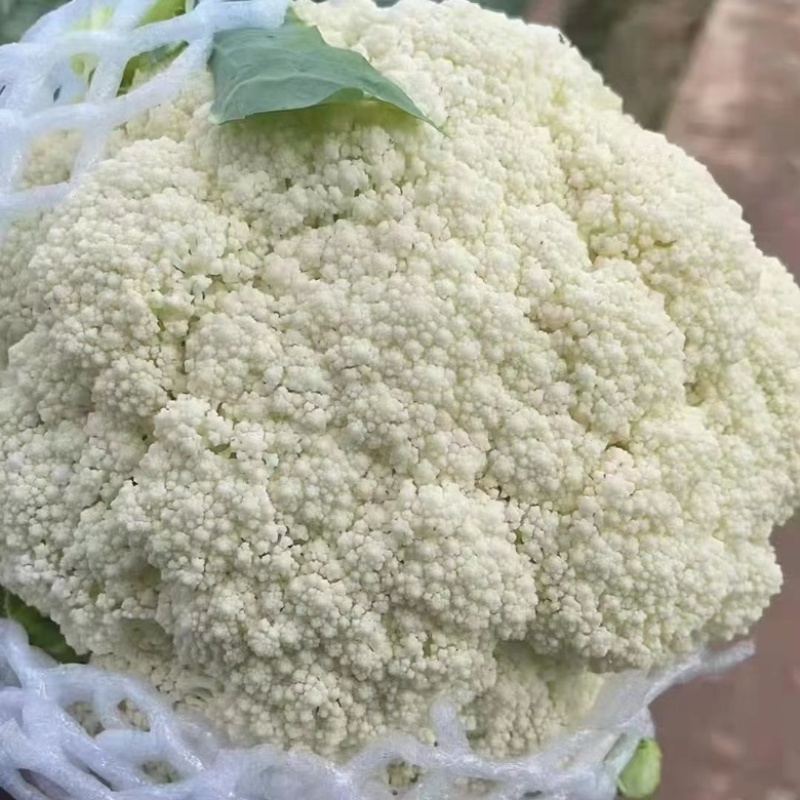 陕西精品松花菜大量供应，货源充足，量大从优欢迎咨询