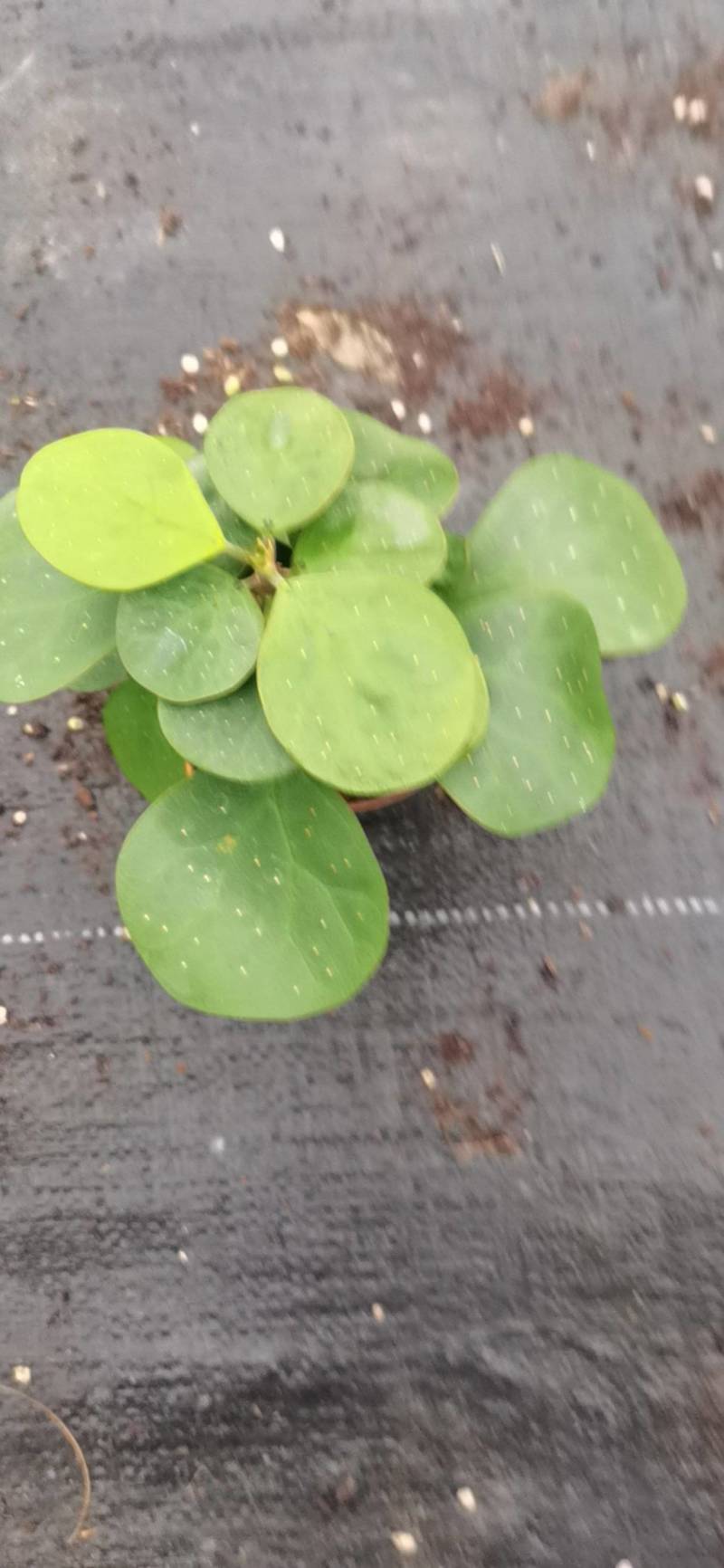 小潘菩提小苗。