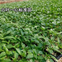 五彩椒苗红彩椒黄彩椒菜椒绿椒甜椒苗方椒苗辣椒