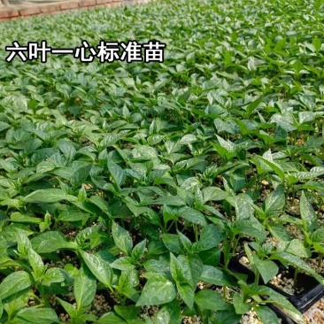 五彩椒苗红彩椒黄彩椒菜椒绿椒甜椒苗方椒苗辣椒