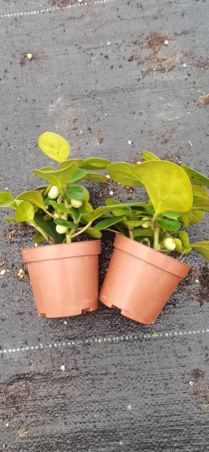 小潘菩提小苗。