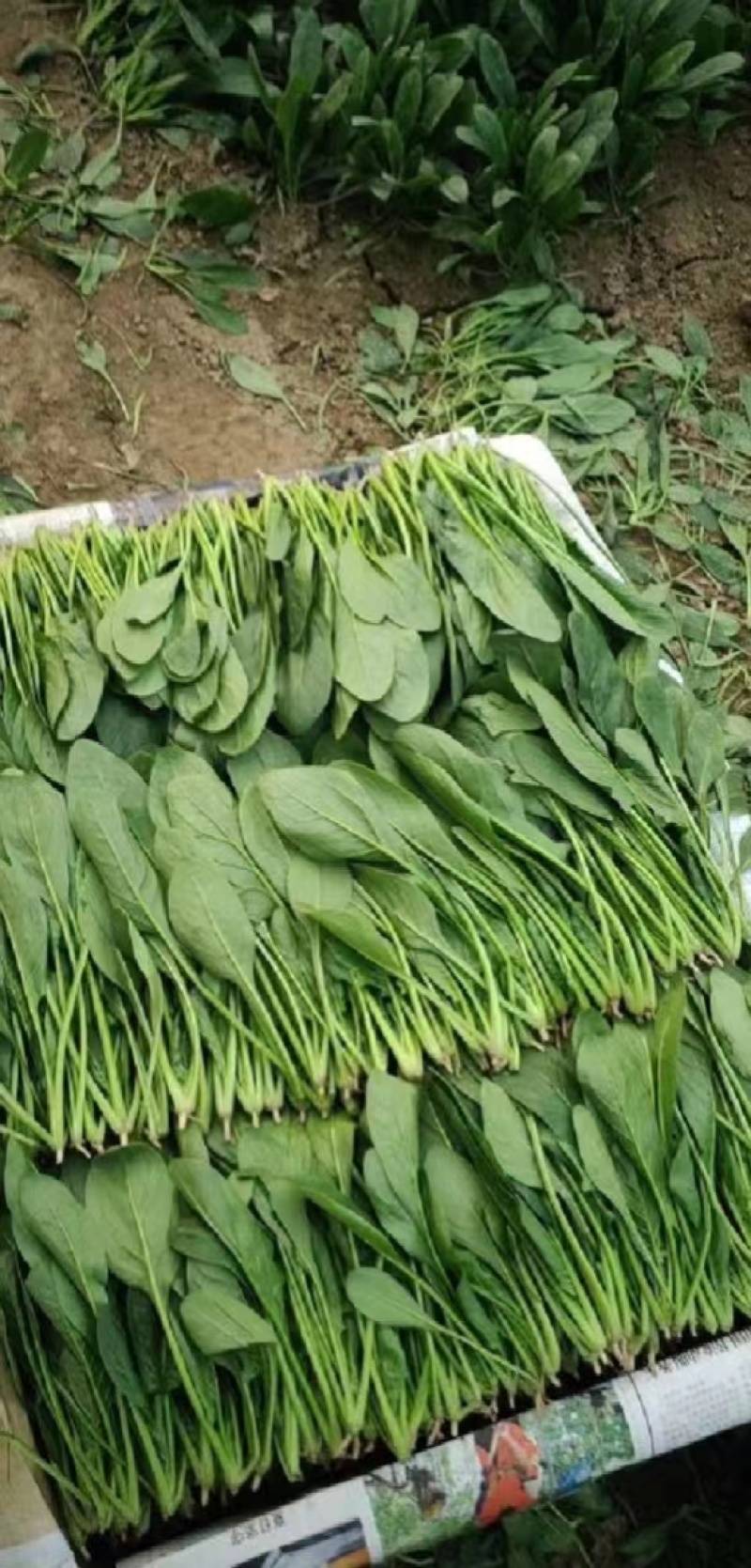 大量供应山东潍坊精品菠菜，一手货源，质优价廉代发全国各地