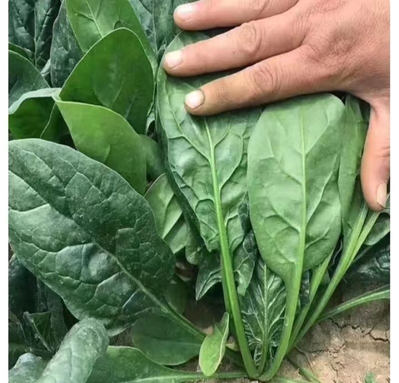 大量供应山东潍坊精品菠菜，一手货源，质优价廉代发全国各地