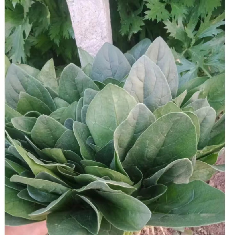 大量供应山东潍坊精品菠菜，一手货源，质优价廉代发全国各地