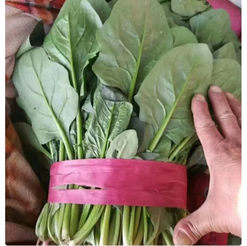 大量供应山东潍坊精品菠菜，一手货源，质优价廉代发全国各地