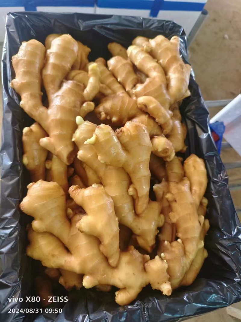 山东生姜，鲜姜，大黄姜，产地直发，一手货源/质量保证价低