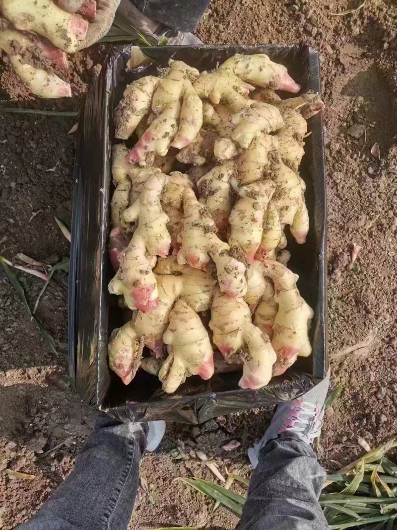 山东生姜，鲜姜，大黄姜，产地直发，一手货源/质量保证价低