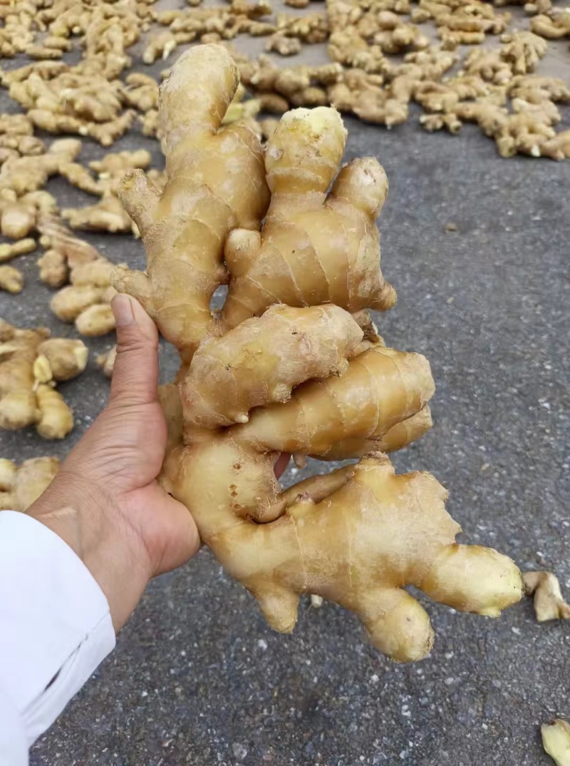 山东生姜，鲜姜，大黄姜，产地直发，一手货源/质量保证价低