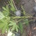 郫县八角金盘种植户，成都八角金盘价格低，八角金盘批发价格