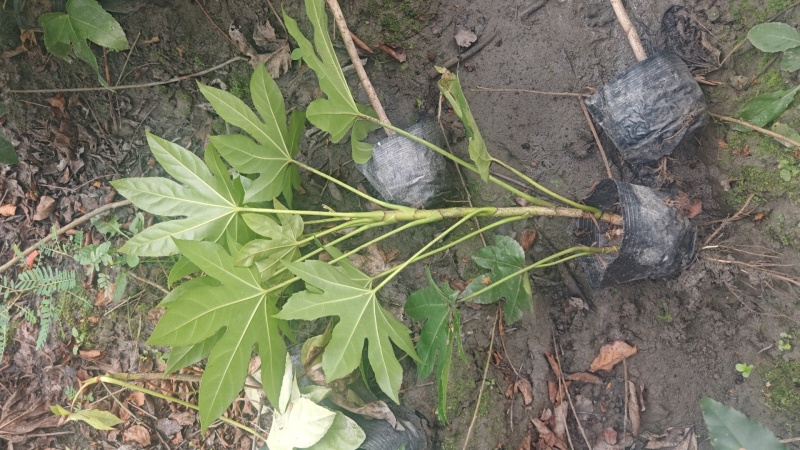 郫县八角金盘种植户，成都八角金盘价格低，八角金盘批发价格