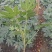 郫县八角金盘种植户，成都八角金盘价格低，八角金盘批发价格