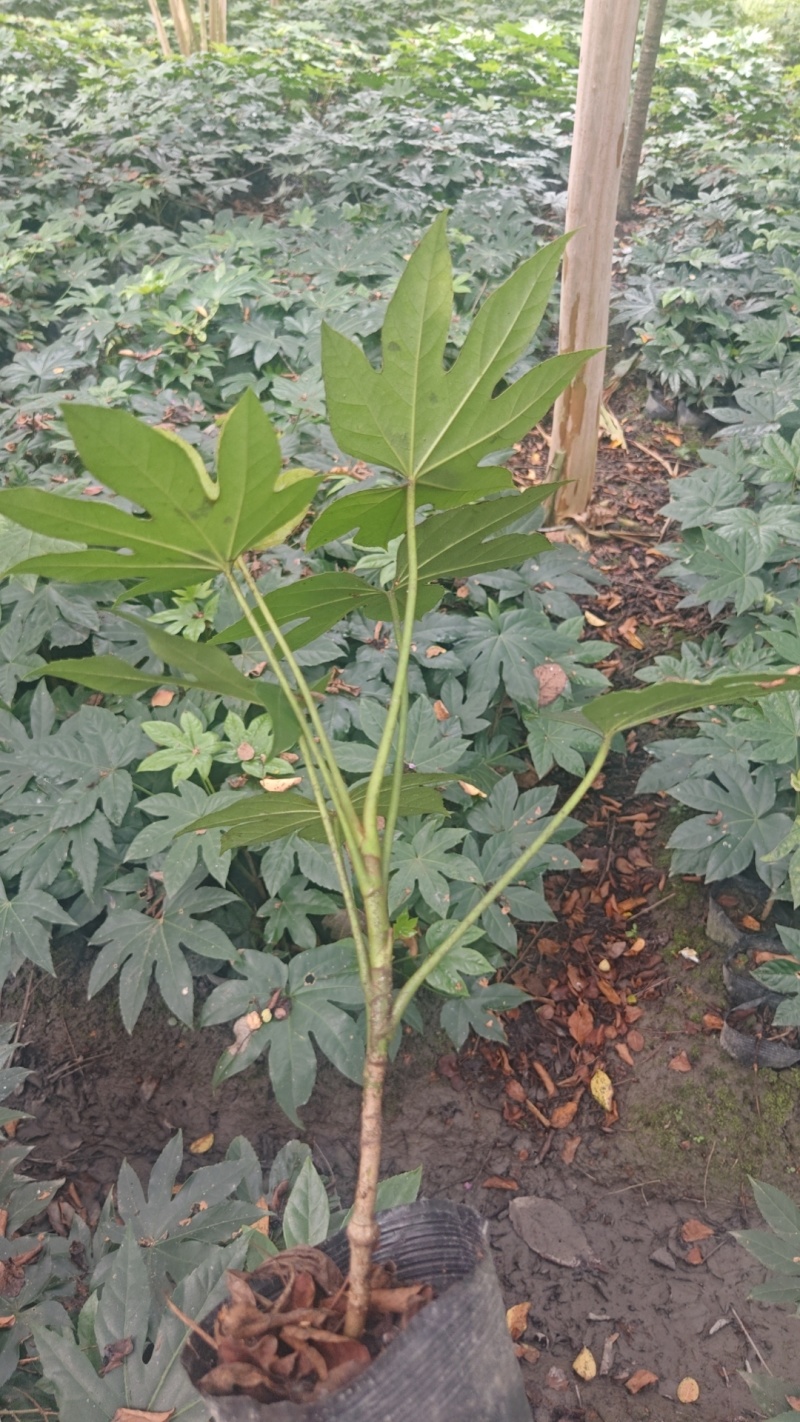 郫县八角金盘种植户，成都八角金盘价格低，八角金盘批发价格