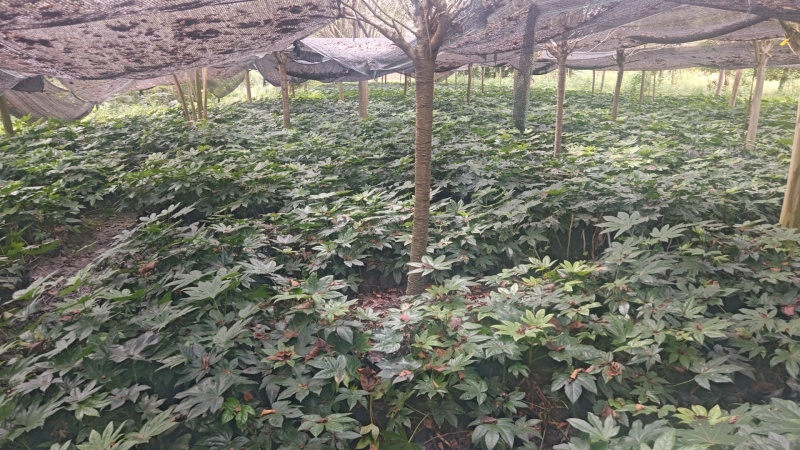 郫县八角金盘种植户，成都八角金盘价格低，八角金盘批发价格