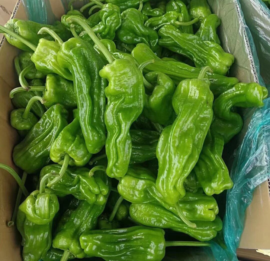 薄皮椒特写