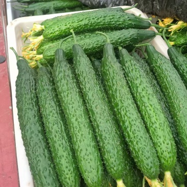 鲜花黄瓜