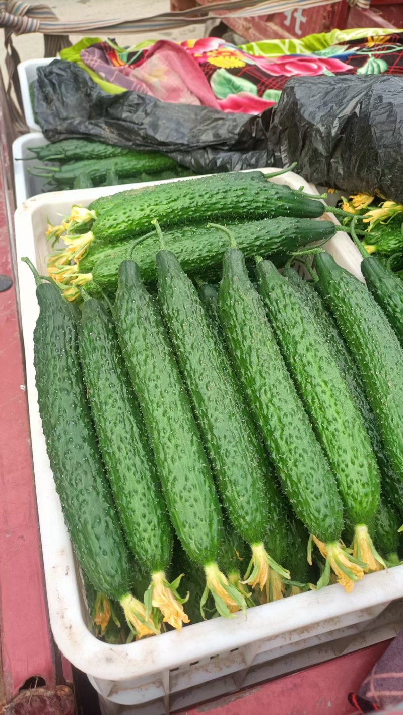 鲜花黄瓜