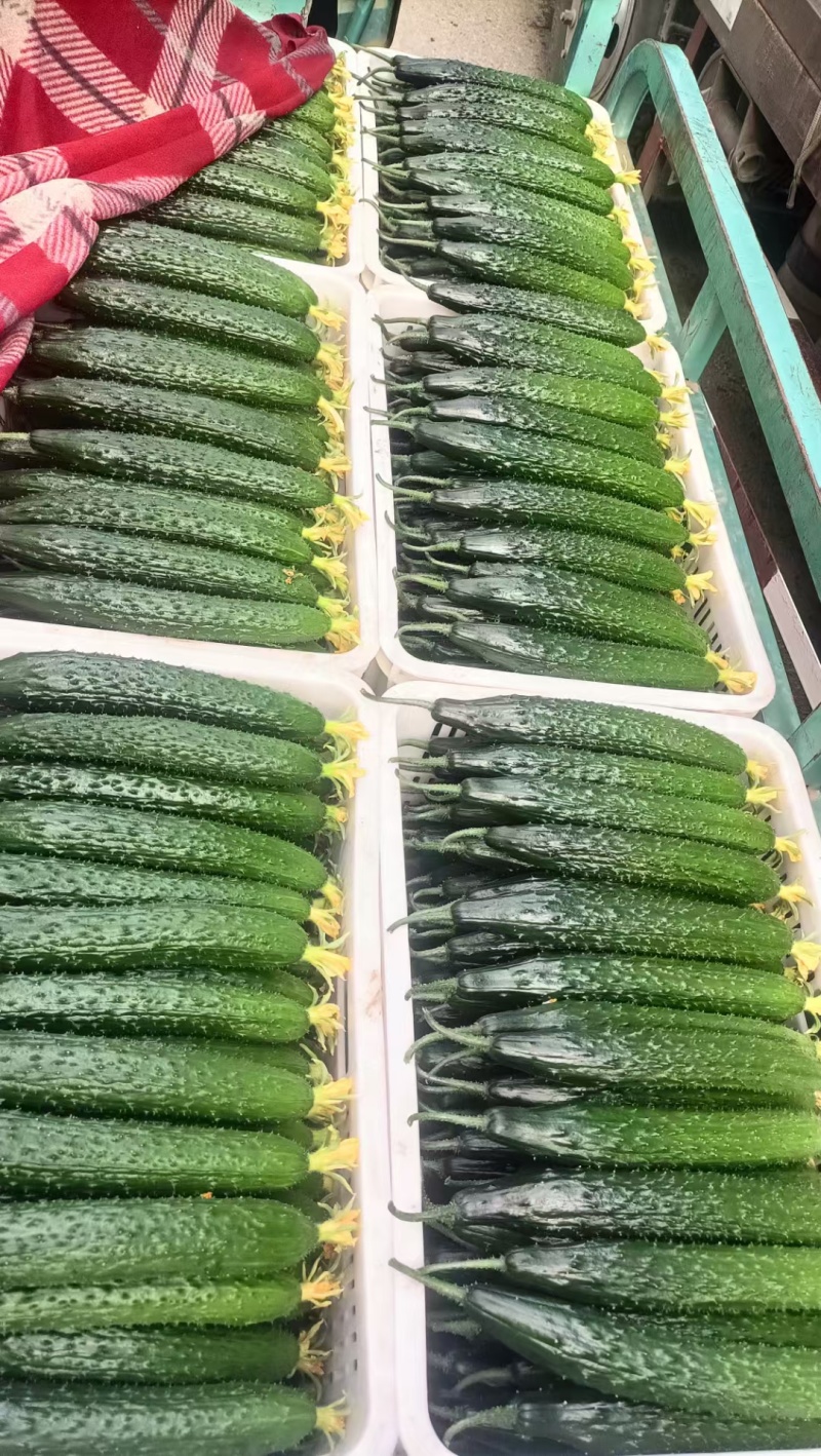 鲜花黄瓜