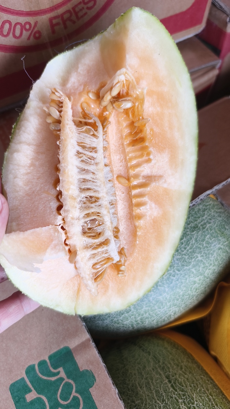 小密25哈密瓜，大量供用中，保质保量，货源充足，诚信合作
