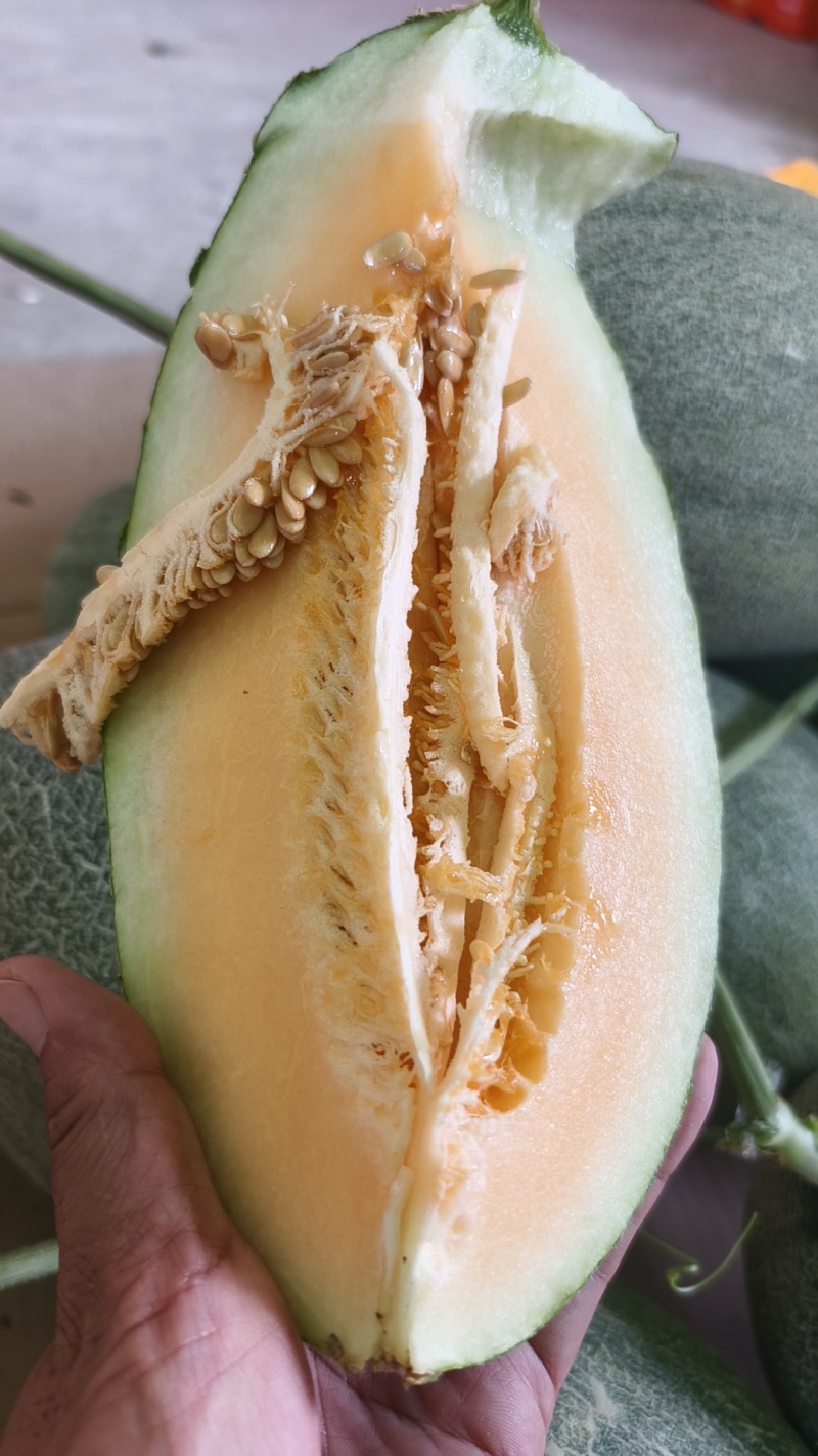 小密25哈密瓜，大量供用中，保质保量，货源充足，诚信合作