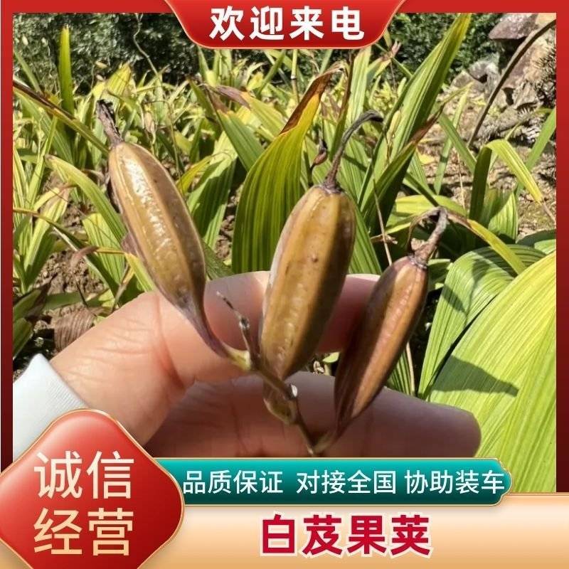 宜昌纯紫花中宽叶三叉白芨果荚欢迎来电咨询