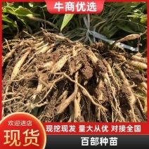 宜昌紫花对叶百部种苗源头基地现挖现发欢迎各位老板电话联系