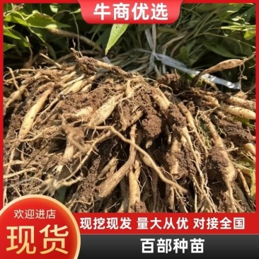 宜昌紫花对叶百部种苗源头基地现挖现发欢迎各位老板电话联系