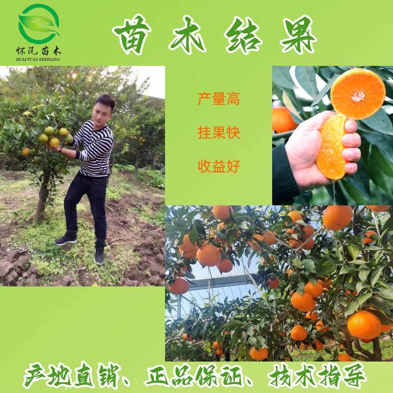091无核无籽沃柑苗嫁接苗产地直销【批发】技术指导