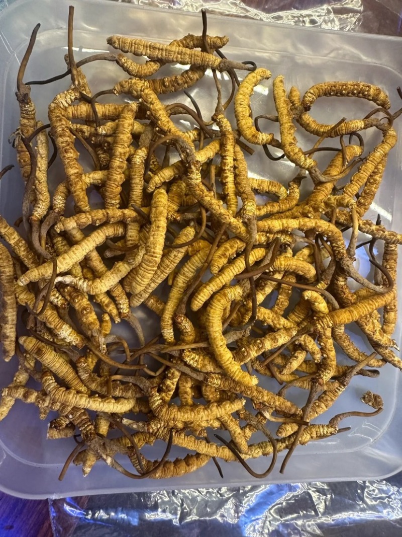 甄选冬虫夏草