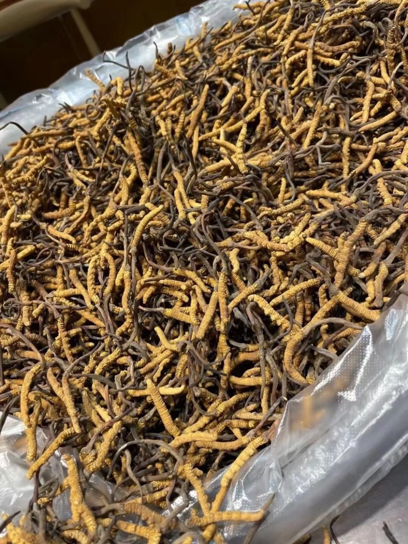 甄选冬虫夏草