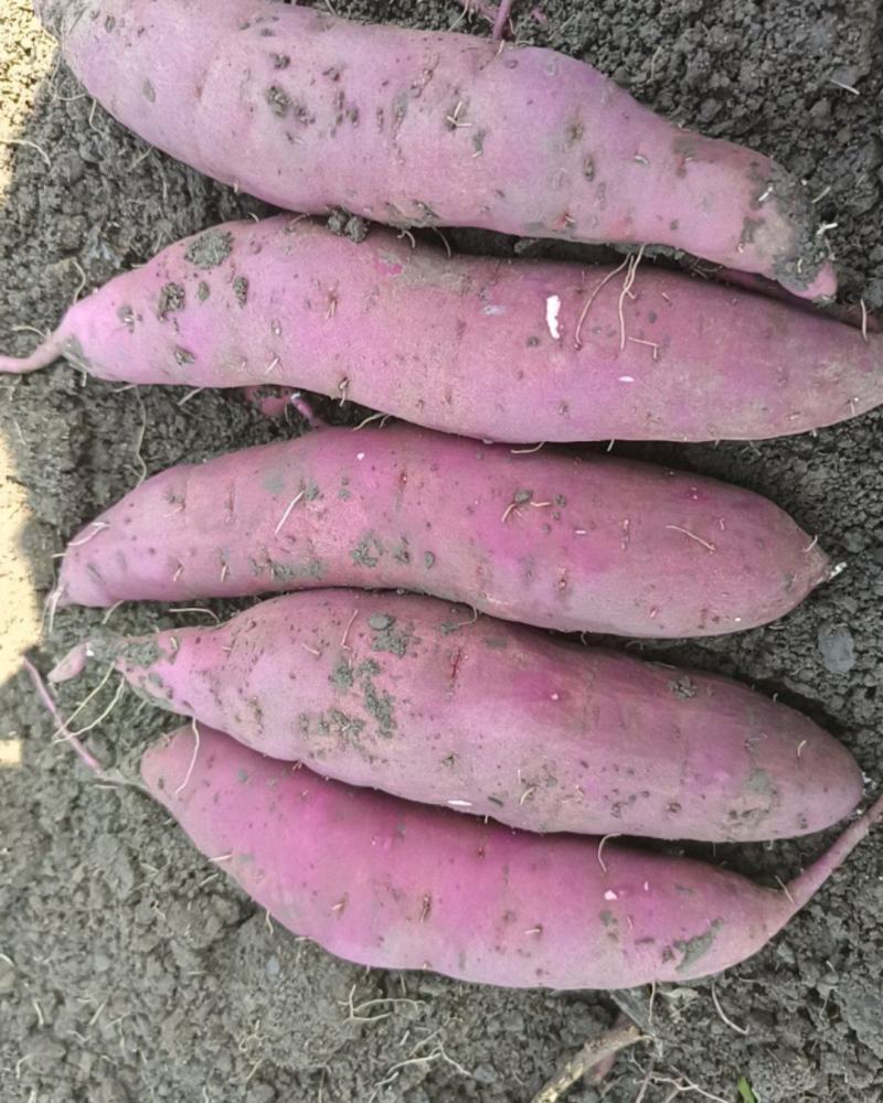 天津宁河岳龙红瑶甘薯
