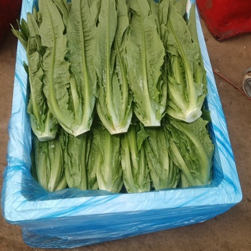 油麦菜