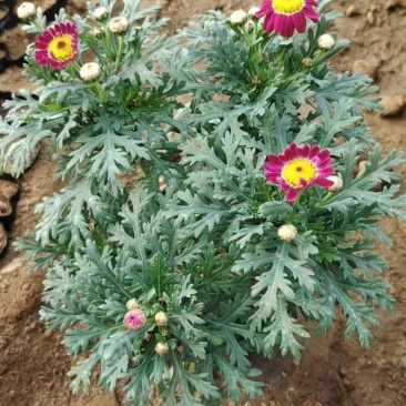 山东国庆菊种植基地直发保质保量对接全国量大从优