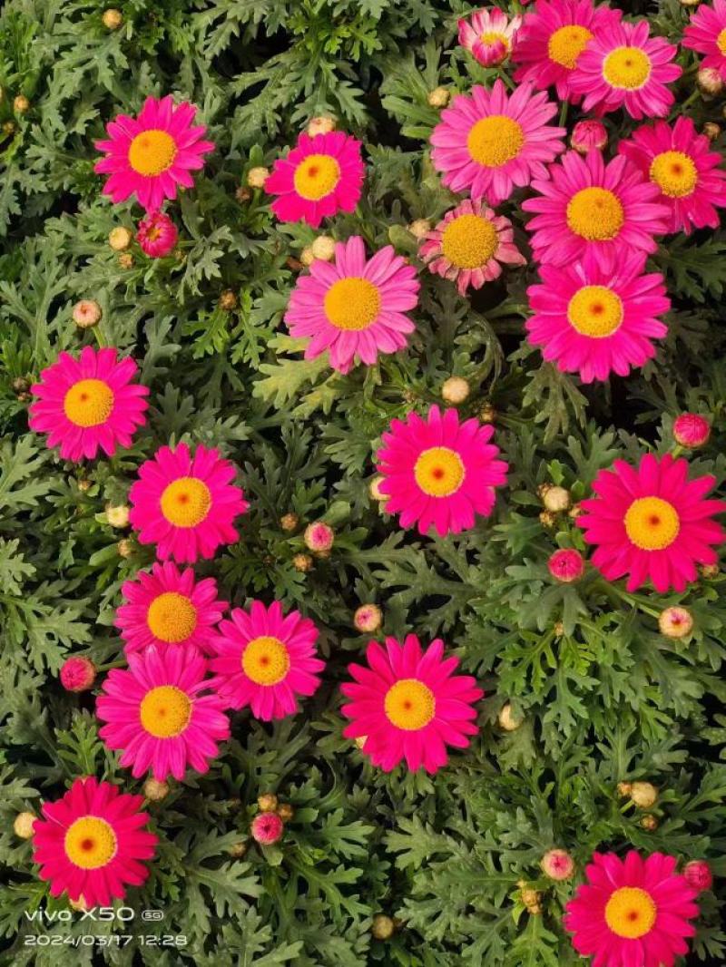 山东国庆菊种植基地直发保质保量对接全国量大从优