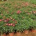 山东国庆菊种植基地直发保质保量对接全国量大从优