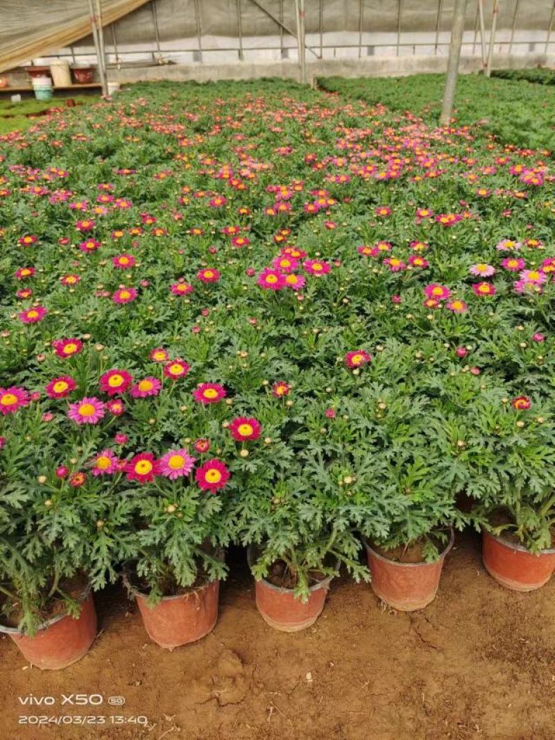 山东国庆菊种植基地直发保质保量对接全国量大从优