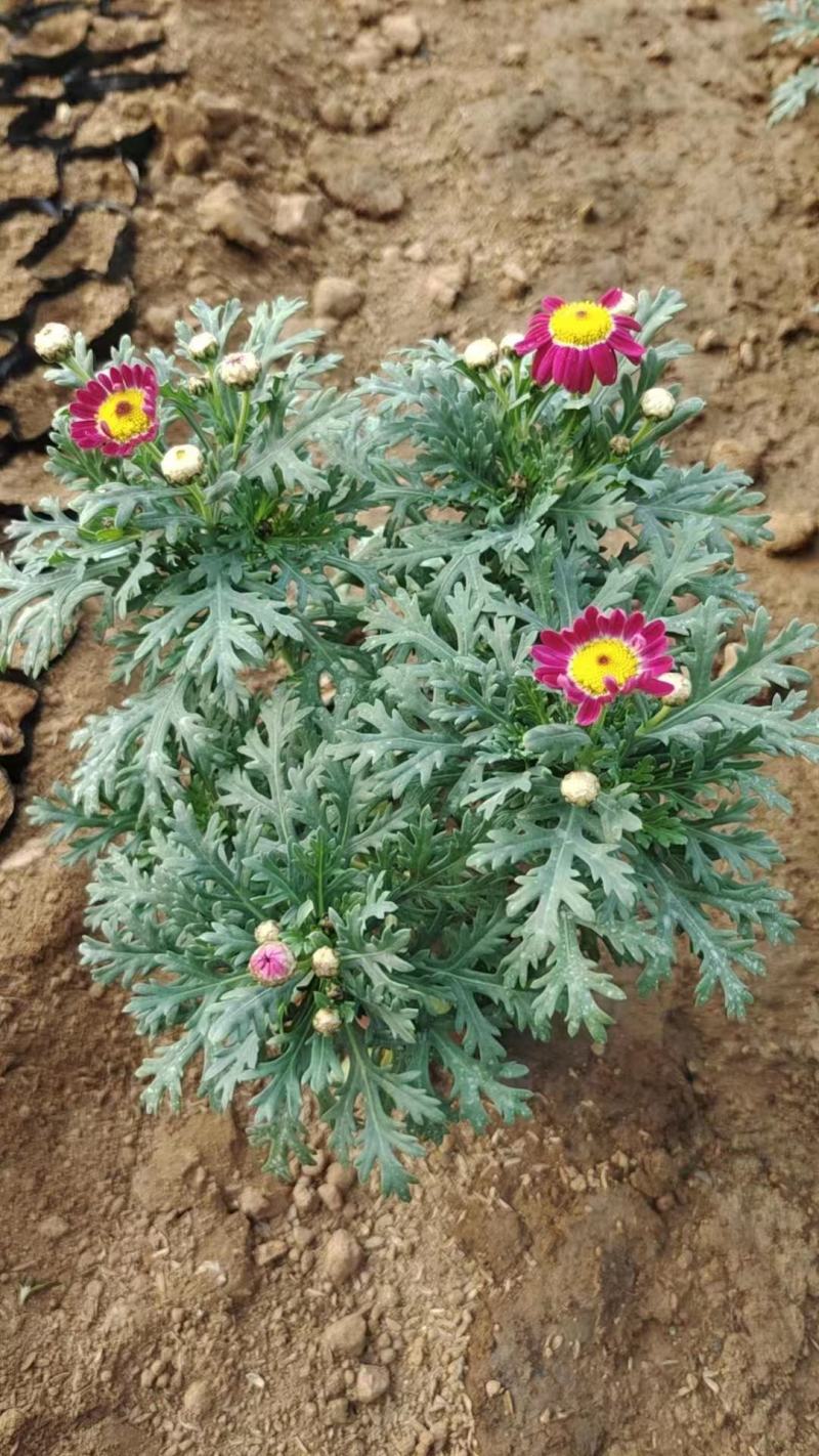 山东国庆菊种植基地直发保质保量对接全国量大从优