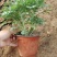 山东国庆菊种植基地直发保质保量对接全国量大从优