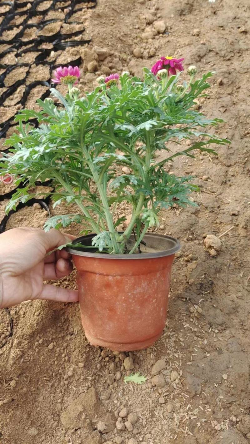 山东国庆菊种植基地直发保质保量对接全国量大从优